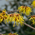 10 Witch Hazel Tree Live Plants | 1-2ft Bare Root Seedlings | Low Maintenance Flowering Tree | Well-Rooted Native Plants