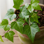 Gold Child English Ivy Plant Live in 6'' Inch Pot | English Ivy Live Plants | Trailing & Climbing Easy-Care Ivy Houseplant | Real English Ivy Plant for Pots, Shelves & Hanging Displays