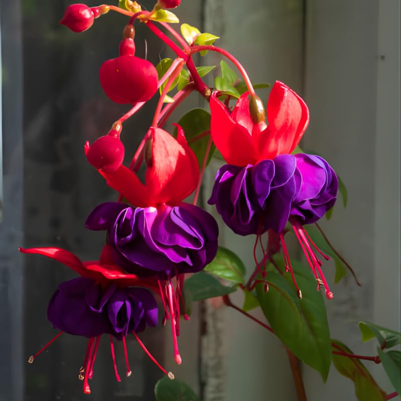 Fuchsia Plants Live, Gold and Red Foliage, 6-12 Inch Tall, Autumnale Variety, Trailing Flowering Plant, Ideal for Hanging Baskets