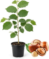 Hazelnut Tree, 6-10" Tall Plant, Cold-Hardy Shrub for Sweet Autumn Harvests - Sturdy Growth for Privacy Screens