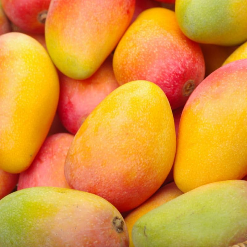 Valencia Pride Mango Trees Live Plants | 2.5–3 Ft Tropical Mango Variety | Fresh, Juicy Mango Fruit Tree for Yard & Patio | No Ship to CA,HI,AK
