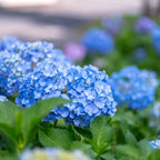 2 Blue Hydrangea Live Plants | 6-18 Inch Bare Root Rooted Cuttings | Large Flowering Deciduous Shrub for Backyard Garden and Landscape