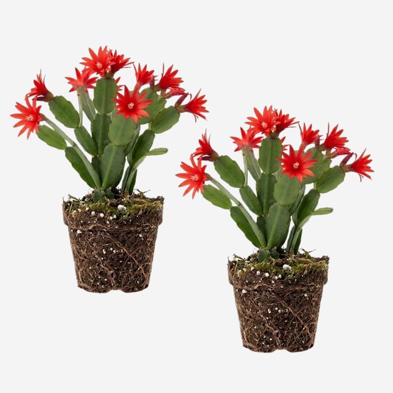 2 Orange Easter Cactus Live Plant, 4-6" Well-Rooted Potted Plants, Orange Star-Shaped Bloom Starters for Sunny Windows and Pots