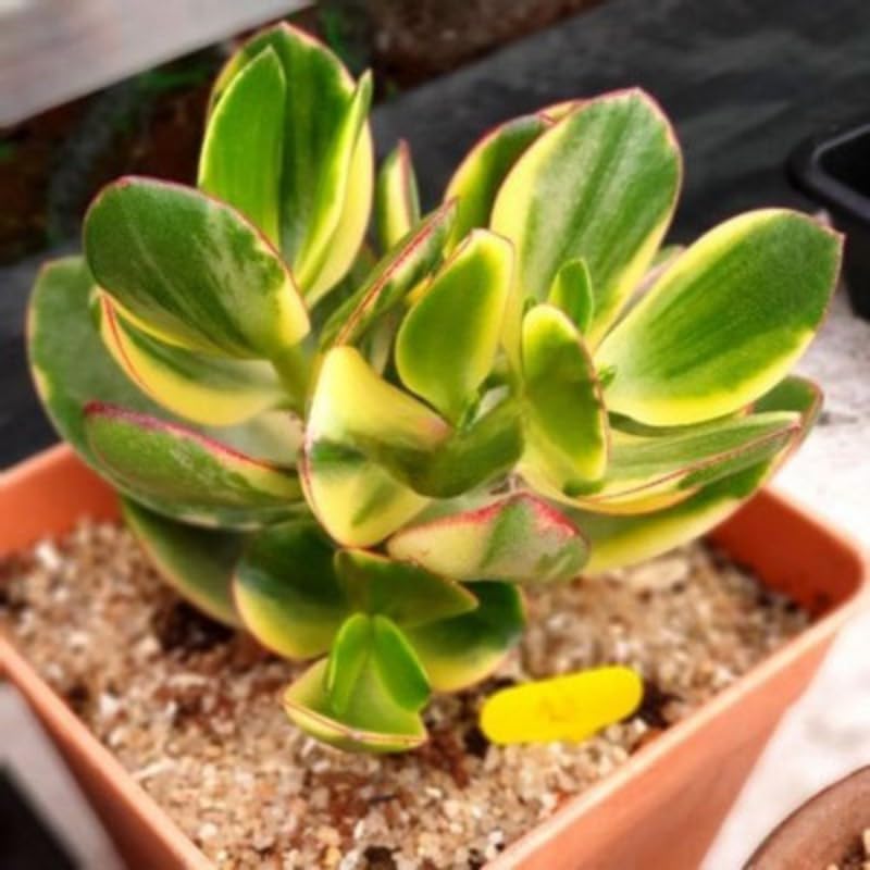 Variegated Jade Live Succulent in 2" Inch Pot | Crassula Ovata | Compact Tri-Color Plant | Ideal for Collections & Gifts