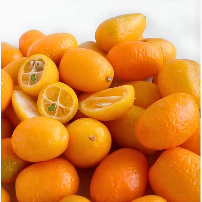 Meiwa Sweet Kumquat Tree Live Plant | 3 Ft Tall | Fresh Round Sweet Fruit with Edible Peel, Fragrant Blooms | Ideal for Home Gardens and Patios