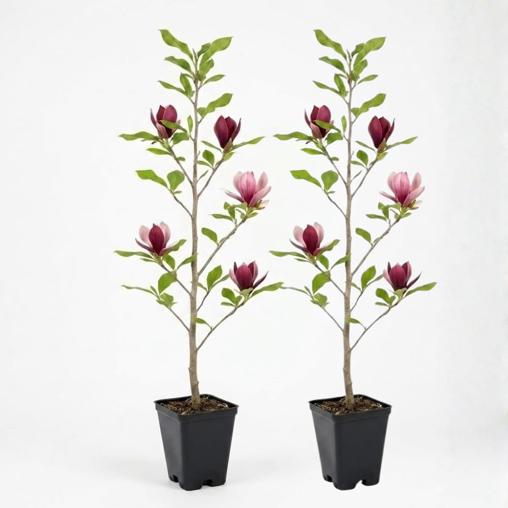 2 Ann Magnolia Tree, 12-18 Inch Tall in 2.5 Inch Pot, Vigorous Spring Bloomer for Sunny Backyard Landscapes, Fragrant Flower Tree