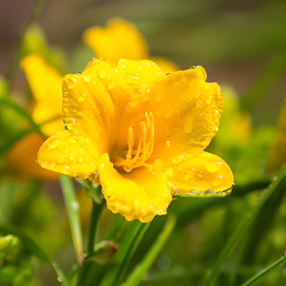 25 Stella de Oro Daylily Roots, Reblooming Yellow Perennial Roots for Garden Borders, Cold-Hardy Miniature Golden Daylily