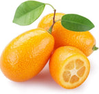 Live Meiwa Kumquat Tree 3 Ft Tall | Productive Sweet Citrus Fruit Tree | Fresh Kumquats for Planting | Ideal for Backyard & Patio Containers