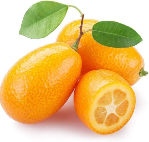 (No Ship to CA, HI, AK) Live Meiwa Kumquat Tree | 1 Gallon Pot | Productive Sweet Citrus Fruit Tree | Fresh Kumquats for Planting | Ideal for Backyard & Patio Containers