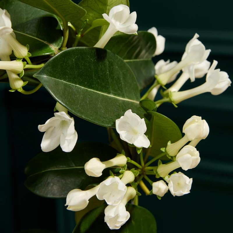 Belle of India Jasmine Plant Live | Size 4 to 5 Inch Tall | Housewarming Friendship Gifts for Women Best Friend Presents for Mom Birthday Gift for New Home