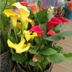 Calla Lily Plants Live, Mix 3 Count Bulbs, Low Maintenance Picasso and Solid Color Blooms for Indoor and Outdoor Pots