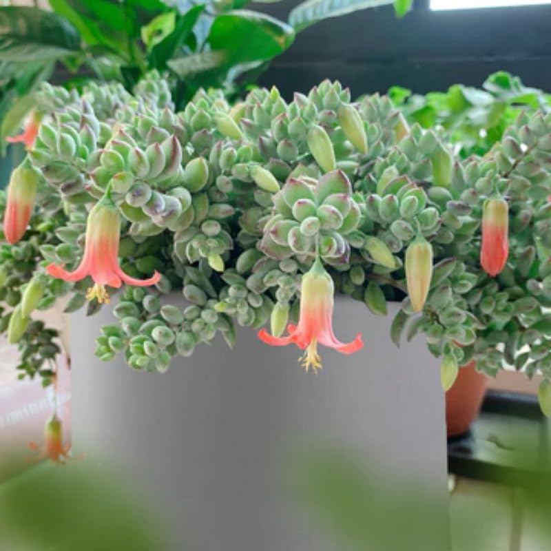 Cotyledon Pendens Succulent Plant Live – 4 Inc Pot | Indoor Trailing Houseplant | Well Rooted Easy to Care