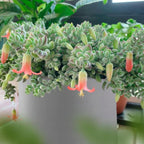 Cotyledon Pendens Succulent Plant Live – 4 Inc Pot | Indoor Trailing Houseplant | Well Rooted Easy to Care