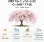 Weeping Cherry Tree Live Plant, 6-12 Inch Tall Starter Plant, Japanese Cherry Blossom Tree, Easy Care Flowering Tree for Planting Outdoors
