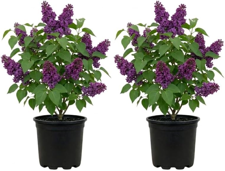 2 Purple Lilac Bushes Live Plant, Quart Pot Syringa Vulgaris, Easy Care, Fragrant Lilac Tree for Garden Landscaping
