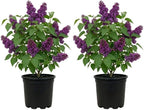 2 Purple Lilac Bushes Live Plant, Quart Pot Syringa Vulgaris, Easy Care, Fragrant Lilac Tree for Garden Landscaping