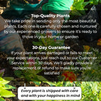 Belle of India Jasmine Plant Live | Size 4 to 5 Inch Tall | Housewarming Friendship Gifts for Women Best Friend Presents for Mom Birthday Gift for New Home