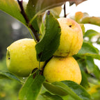 (No Ship to CA,HI,AK) Golden Delicious Apple Tree Live Plant, 5 Gallon Pot, Sweet Yellow Edible Fruit Tree for Home Orchards and Backyards