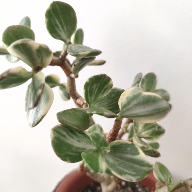 Jade Plant Live Variegated in 4" Inch Pot | Crassula Ovata Tri-Color Succulent | Low-Maintenance Houseplant for Small Spaces