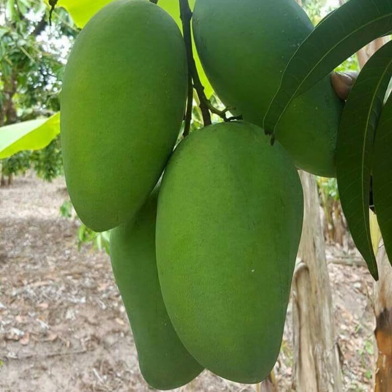 Keo Savoy Mango Trees Live Plants 2.5–3 Ft | Rich Sweet Mango Variety | Tropical Fruit Tree for Outdoor Growing | No Ship to CA, HI, AK