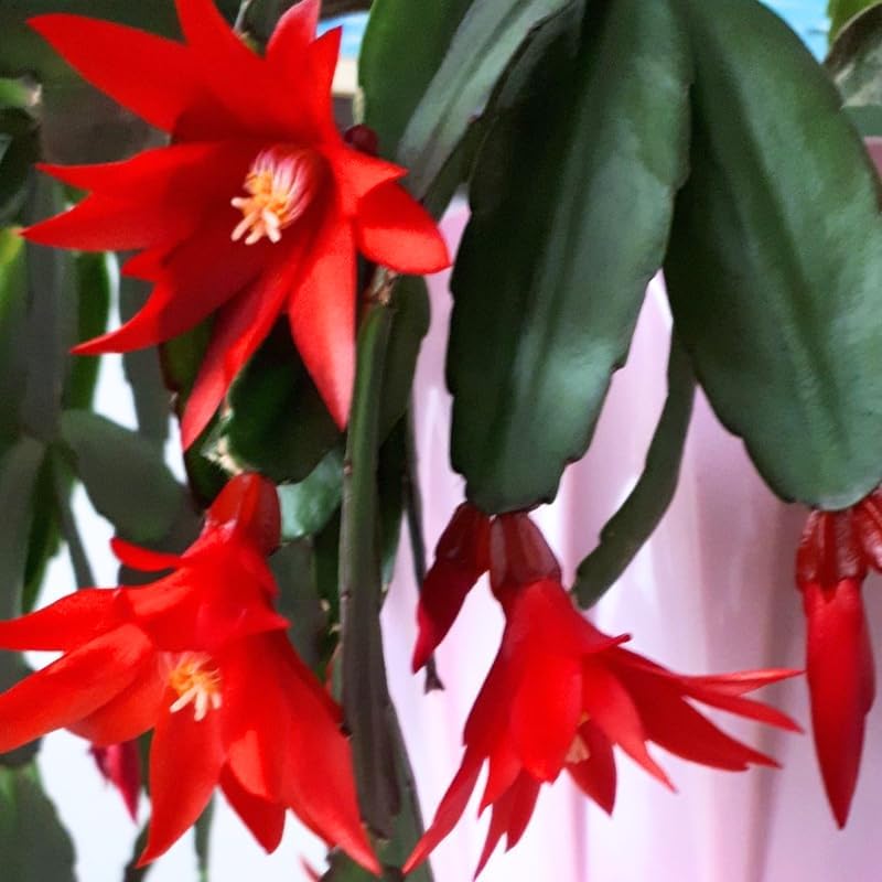 Red Easter Cactus Plants Live 3 Inch Tall | Compact Flowering Easter Cactus, Low Maintenance Indoor Houseplant
