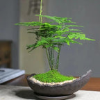 Asparagus Plants Live for Planting in 4’’ Inch Pot | Feathery Asparagus Fern Houseplant | Low-Maintenance Indoor Plant for Shelves, Desks & Small Spaces