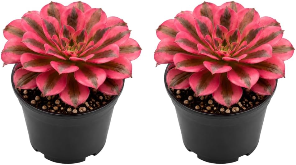 2 Wink Witch Aeonium Succulents Plant Live, 4 Inch Pot, Vibrant Succulent Live, Air-Purifying, Low Maintenance, Perfect for Home and Office Décor