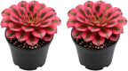 2 Wink Witch Aeonium Succulents Plant Live, 4 Inch Pot, Vibrant Succulent Live, Air-Purifying, Low Maintenance, Perfect for Home and Office Décor