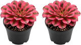 2 Wink Witch Aeonium Succulents Plant Live, 4 Inch Pot, Vibrant Succulent Live, Air-Purifying, Low Maintenance, Perfect for Home and Office Décor