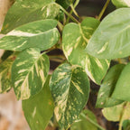 Golden Pothos Plant, 6 Inch Pot Size, Potted Green Ivy, Versatile Vine for Low Light Areas