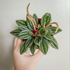 3 Peperomia Plant Live, Peperomia Napoli Nights in 2 Inch Pot, Rare Houseplant for Tabletop Display, Gifting and Indoor Collections