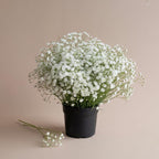 White Baby's Breath Plant, 3-4 Inch Bare Root Size, Low Maintenance Flowering Perennial for Sunny Landscapes