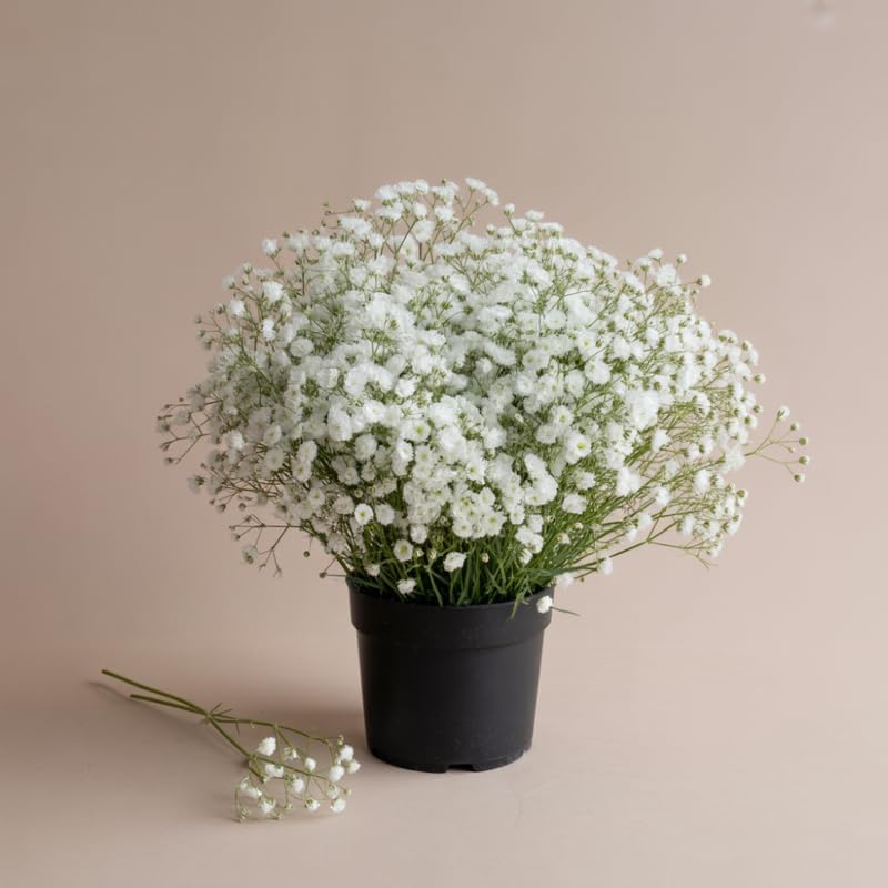 White Baby's Breath Plant, 3-4 Inch Bare Root Size, Low Maintenance Flowering Perennial for Sunny Landscapes