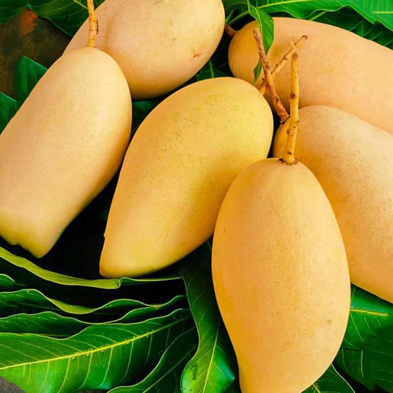 Grafted NAM Doc Mai Yellow Mango Plant 2.5–3 Ft | Live Mango Fruit Tree | Fast-Growing Tropical Variety for Outdoor Growing & Container Gardening | No Ship to CA,HI,AK