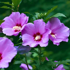 2 Purple Rose of Sharon Tree Live Plant | 12–18 Inch Tall | Hibiscus syriacus Flowering Shrubs for Yards, Hedges, Borders & Landscape Design