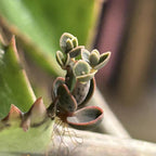 Mother of Thousands Live Plant in 4" Inch Pot | Kalanchoe Succulent Houseplant | Easy-Care Indoor Plant with Baby Plantlets