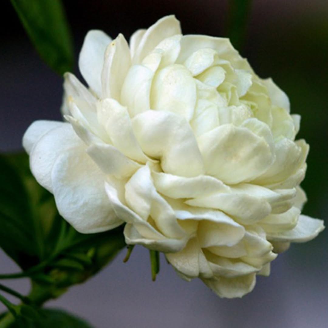 Grand Duke Jasmine Plant | Tuscany Jasmine Plant | Size 4 to 5 Inch Tall | Fragrant Flowering Jasmine | Year Round Blooming | Well Rooted