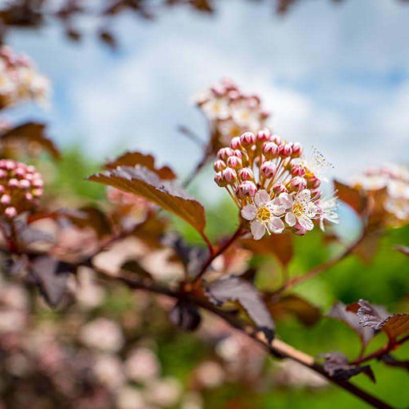 Ninebark Shrub Live Plant, 12-24 Inch Tall, Well-Rooted Bare Root Starter, Hardy Flowering Deciduous Plant for Backyard and Garden