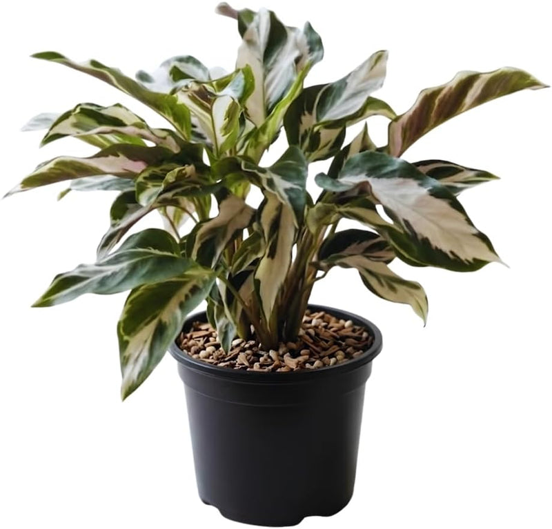 Stella Calathea Plant Live, 4 Inch Tall Indoor Houseplants, Easy to Maintain, Low Maintenance Calathea Plant, Perfect for Home and Office Décor