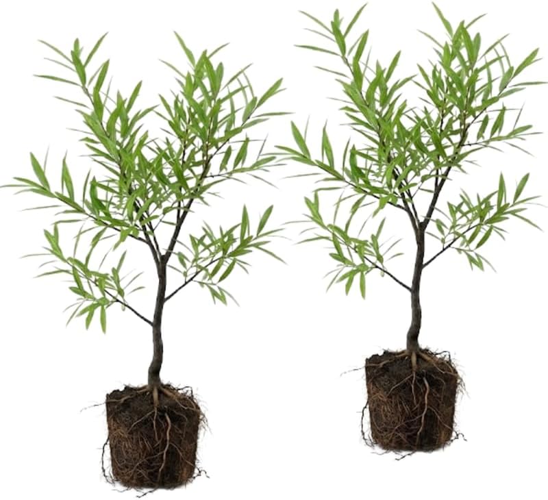 2 Oak Trees Live Plants, Willow Oak Tree Live Plant 12–18 Inch Tall, Native Oak Tree for Outdoor Planting, Shade and Landscape Use