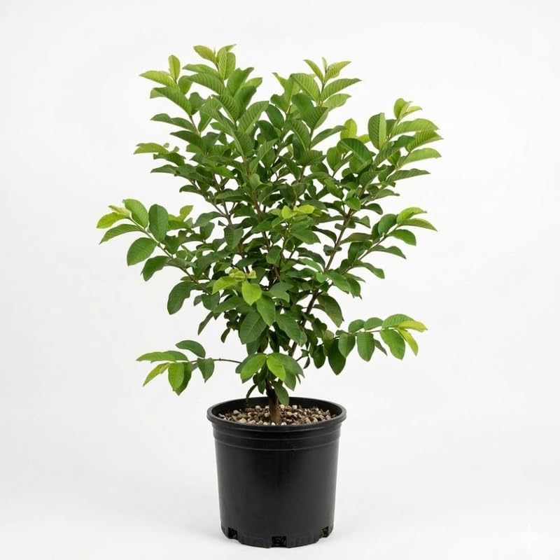 (No Ship to CA,HI,AK) Guava Plants Live for Planting - Thai White Guava Tree, 2-3 Foot Tall Potted Plant, 3 Gallon Size, Easy Care Tropical Greenery, Fruit Tree for Home Landscapes