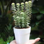 Crassula Baby’s Necklace Live Plant in 2" Inch Pot | Rare Succulent | Live String of Buttons Trailing Succulent | Rare House Plant for Home & Office Décor