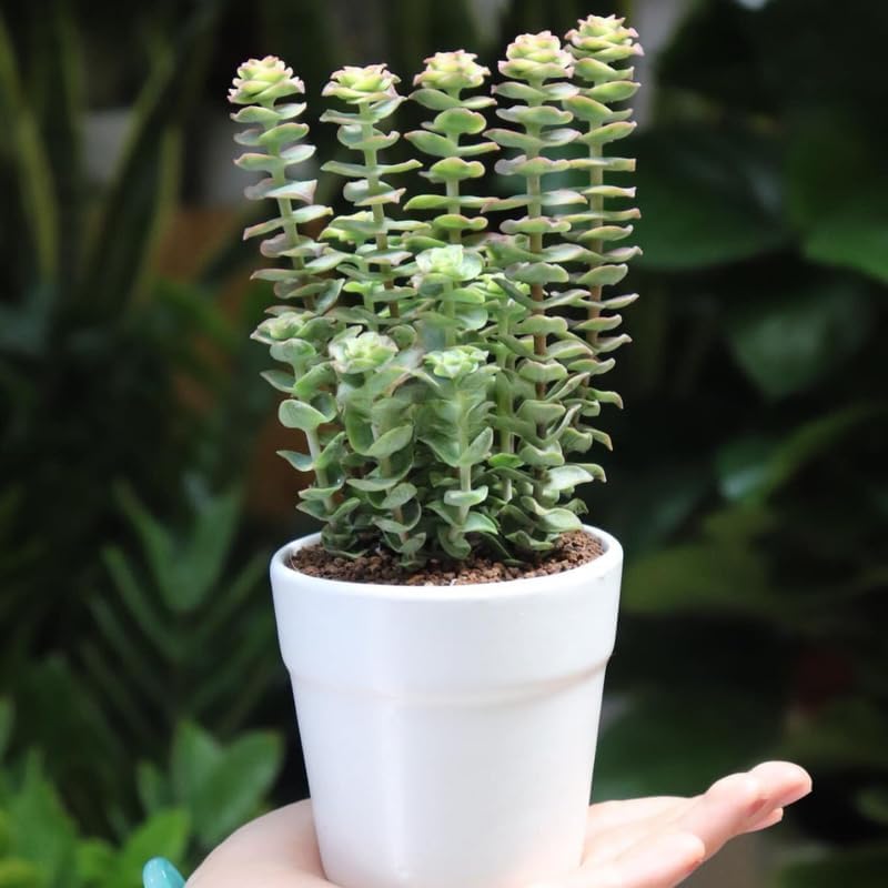 Crassula Baby’s Necklace Live Plant in 2" Inch Pot | Rare Succulent | Live String of Buttons Trailing Succulent | Rare House Plant for Home & Office Décor