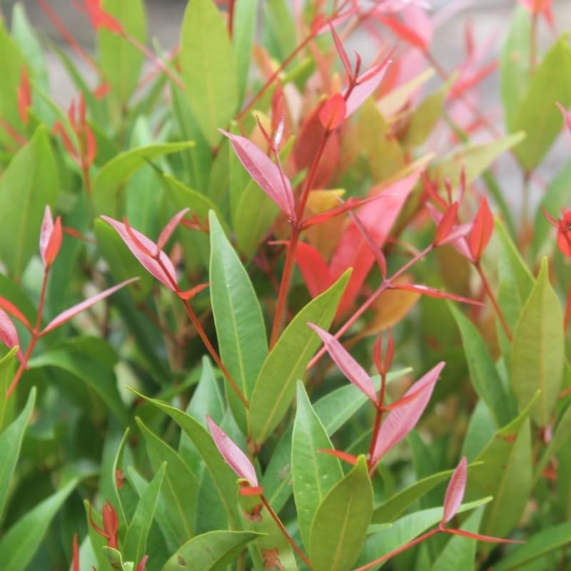 Dwarf Nandina Plant Live | 2.5 Inch Potted Nandina Shrub | Outdoor Bush Plant for Gardens | Suitable for Borders and Yard Planting