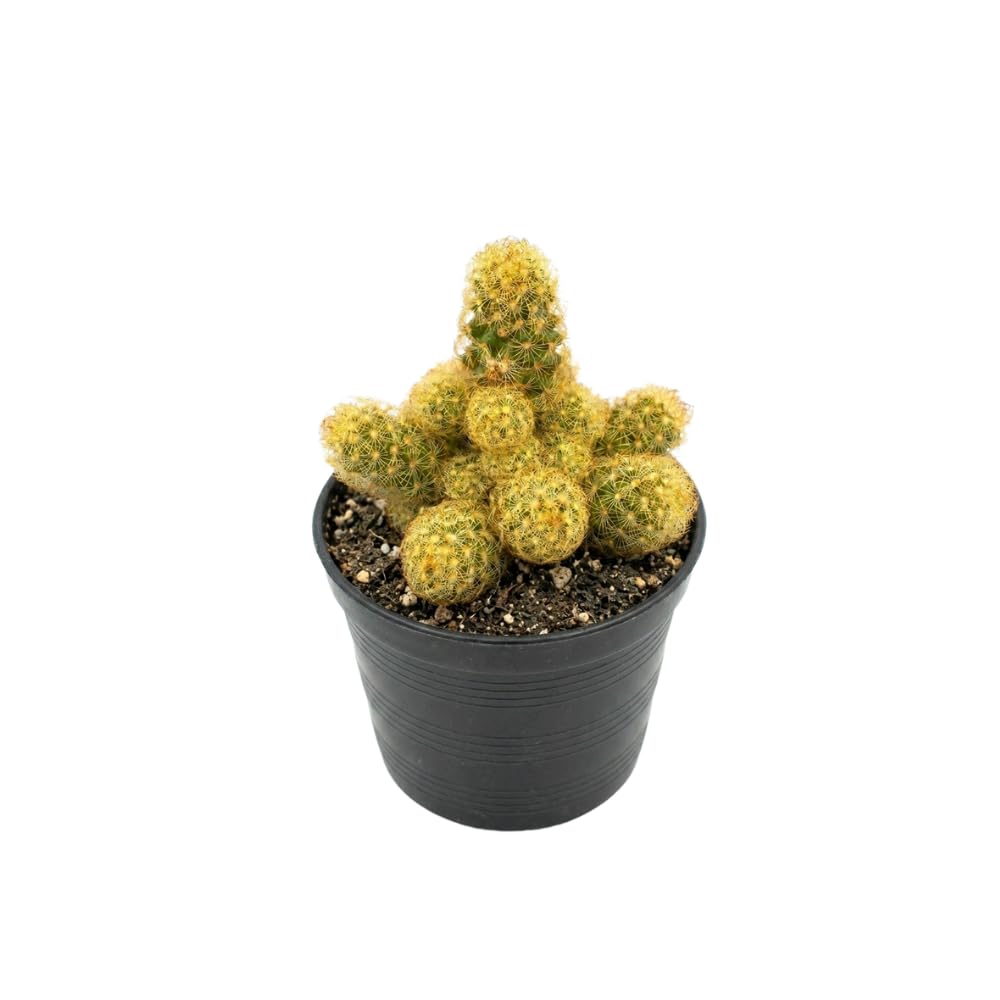 Gymnocalycium Horstii Green Tomato Cactus Plant Live, 4" Pot, Fully Rooted, Easy Care, Unique Ornamental Live Succulent Plant for Home, Office & Indoor Displays
