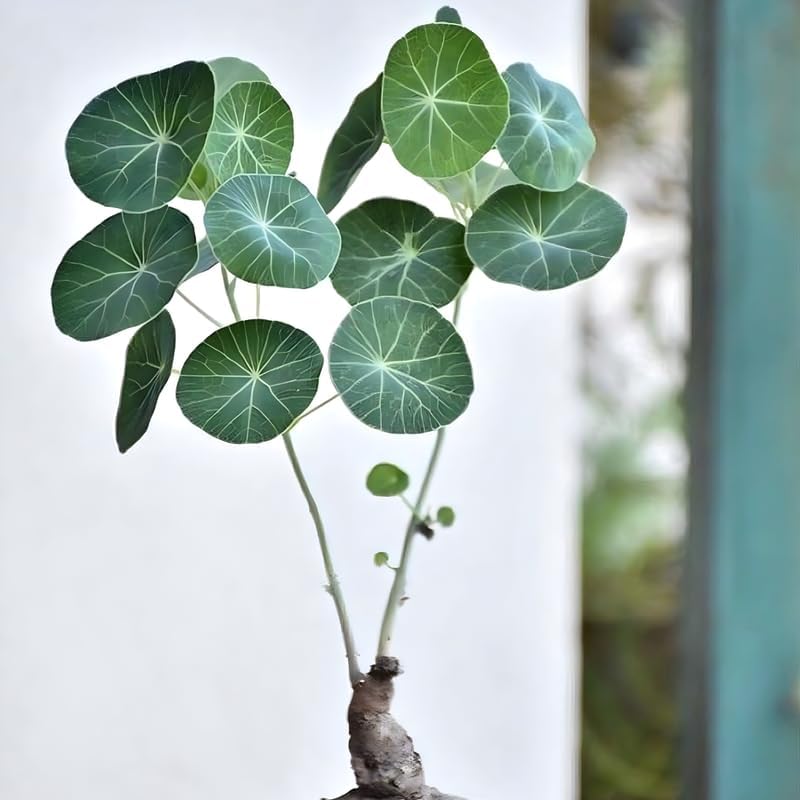 Stephania Plant Live in 2 – 2.5" Inch Pot | Compact Stephania Erecta Bulb Trees | Simple-Care Indoor Houseplant | Decorative Indoor Tree for Homes, Desks Spaces