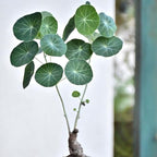 Stephania Plant Live in 2 – 2.5" Inch Pot | Compact Stephania Erecta Bulb Trees | Simple-Care Indoor Houseplant | Decorative Indoor Tree for Homes, Desks Spaces