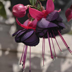 2 Fuchsia Plants Live, Dark Blue & Red Fuchsia, 6-12 Inch Tall, Blue Eye Variety, Trailing Flowering Plant, Ideal for Hanging Baskets
