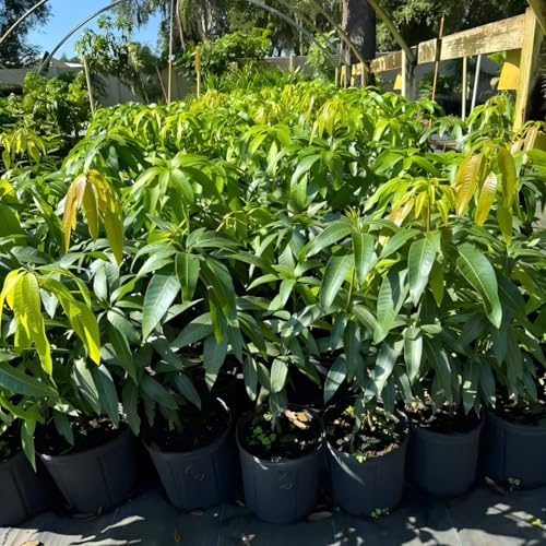 Valencia Pride Mango Trees Live Plants | 2.5–3 Ft Tropical Mango Variety | Fresh, Juicy Mango Fruit Tree for Yard & Patio | No Ship to CA,HI,AK