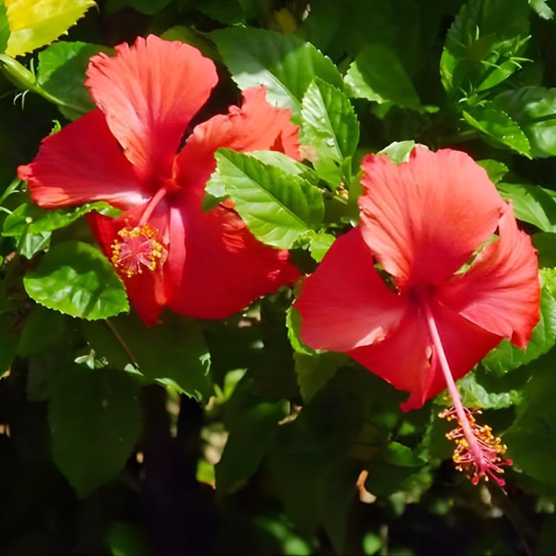 2 Red Hibiscus Althea Live Plants for Planting | 12–18 Inch Tall | Red Flowering Rose of Sharon Trees for Outdoor Gardens & Privacy Screens